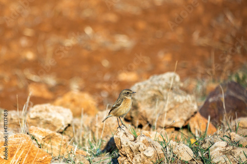 Stonebird  Saxicola torquata  is a small upright bird of the family Muscicapidae.