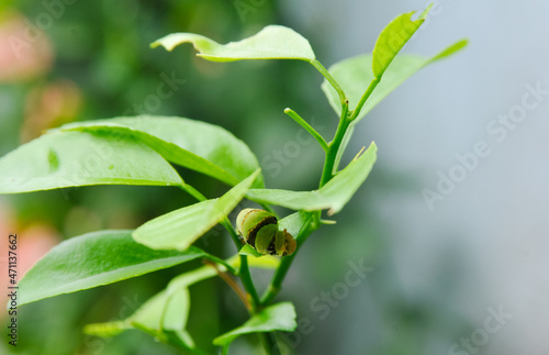 Wallpaper Mural caterpillar on a tree Torontodigital.ca