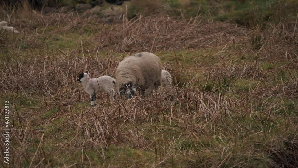 Mother sheep and lambs graze in rugged Yorkshire moorland Mother sheep and lambs graze in rugged Yorkshire moorland