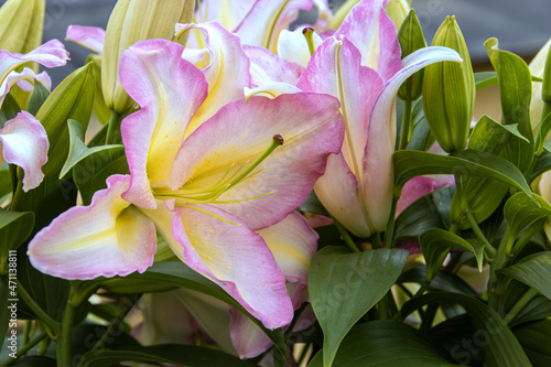 Delicate Cartain Tricolor lilies bloom in the garden, an oriental hybrid photo