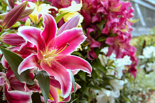 Red and white Corcovado lilies against the background of other lilies in the garden, OT hybrid photo