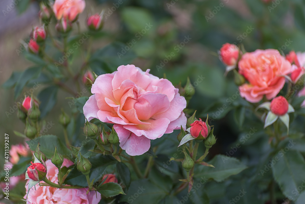 Hybrid tea rose Marie Curie with large pink flowers, strong long stems, glossy, dark green foliage. Selected sorts of exquisite roses for parks, gardens, bouquets