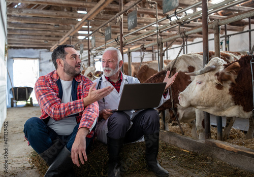 Veterinarian and farmer sitting beside cows in stable and talking