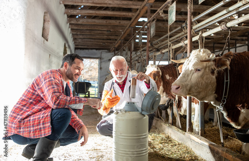Veterinarian holding semen for cows artificial insemination photo