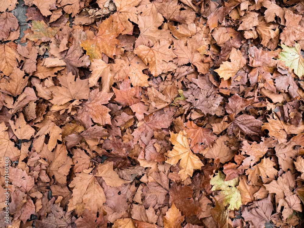 Aerial view of a pile of dry leaves scattered and piled up on the ground after the fall of the shade trees (Platanus × hispanica) during the autumn forming a natural background. Shade banana