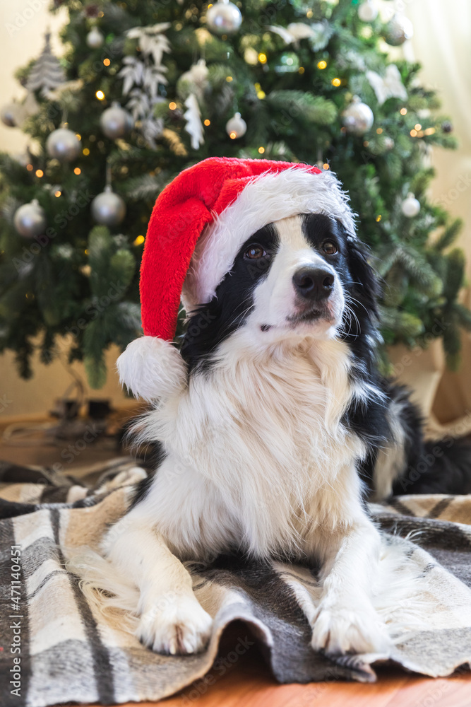 Funny portrait of cute puppy dog border collie wearing Christmas costume red Santa Claus hat near christmas tree at home indoors background. Preparation for holiday. Happy Merry Christmas concept Funny portrait of cute puppy dog border collie wearing Christmas costume red Santa Claus hat near christmas tree at home indoors background. Preparation for holiday. Happy Merry Christmas concept