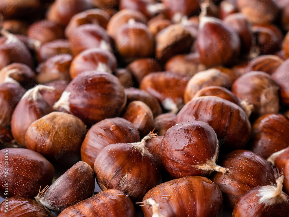 Obraz premium Macro view of a pile of freshly picked chestnuts from the chestnut (Castanea sativa) piled up forming a natural background of this precious fruit of the Bierzo ready for consumption
