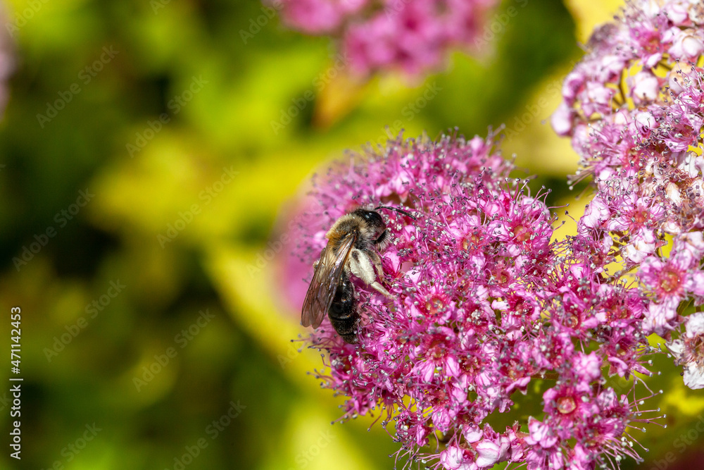 One single bee collecting pollen, sitting on a blooming Meadowsweet flower - filipendula rubra, on a sunny day, macro, extreme closeup, nobody, summer. Bees collecting pollen concept, beauty in nature One single bee collecting pollen, sitting on a blooming Meadowsweet flower - filipendula rubra, on a sunny day, macro, extreme closeup, nobody, summer. Bees collecting pollen concept, beauty in nature