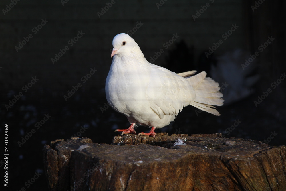 Obraz premium carrier pigeon