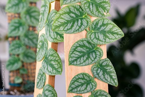 Monstera dubia. This is a species of plant in the genus Monstera native to Central and South America. This plant has become a popular houseplant worldwide.