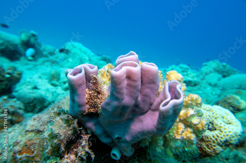 Fototapeta Naklejka Na Ścianę i Meble -  Colorful coral reef at the bottom of tropical sea, pink tube  sea sponge, underwater landscape