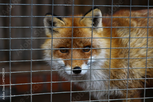a fox in a cage