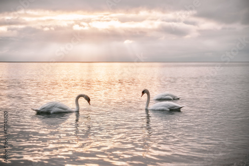 Swans swimming in the sea. Beautiful sunset over the Baltic Sea with birds. Glowing sky on the seaside.