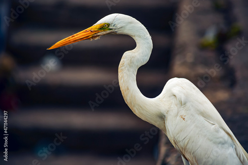 Fotografie great white heron