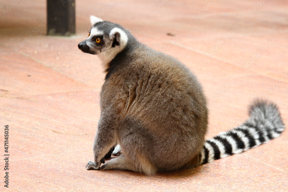 Fototapeta premium Wonderful lemur