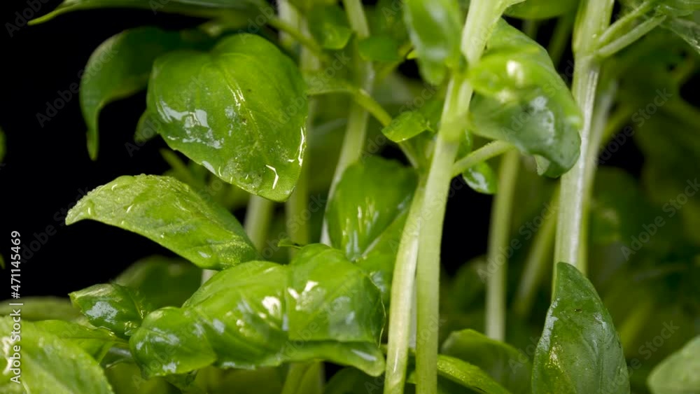 Basil on a black background. Ripe and organic green basil in a pot, rotating on a black background. Basil on a black background. Ripe and organic green basil in a pot, rotating on a black background.