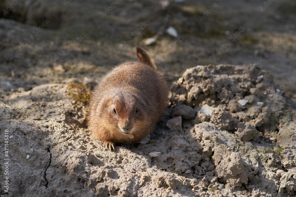 Prairie dog secures his burrows
Prairie dog secures his burrows