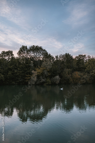 Marne with swan