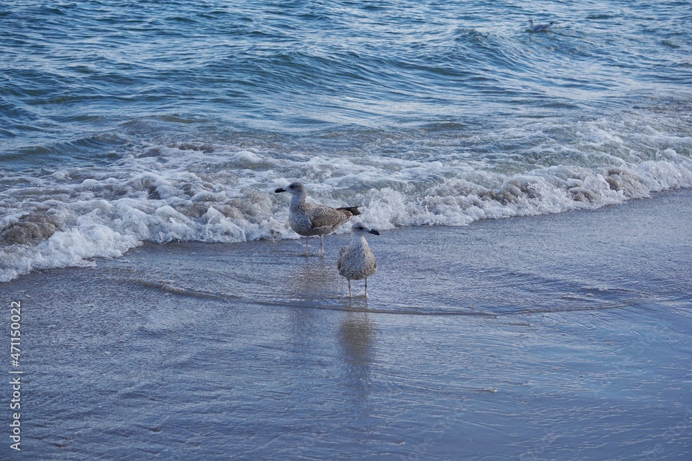 Fototapeta premium Seagulls on the beach 