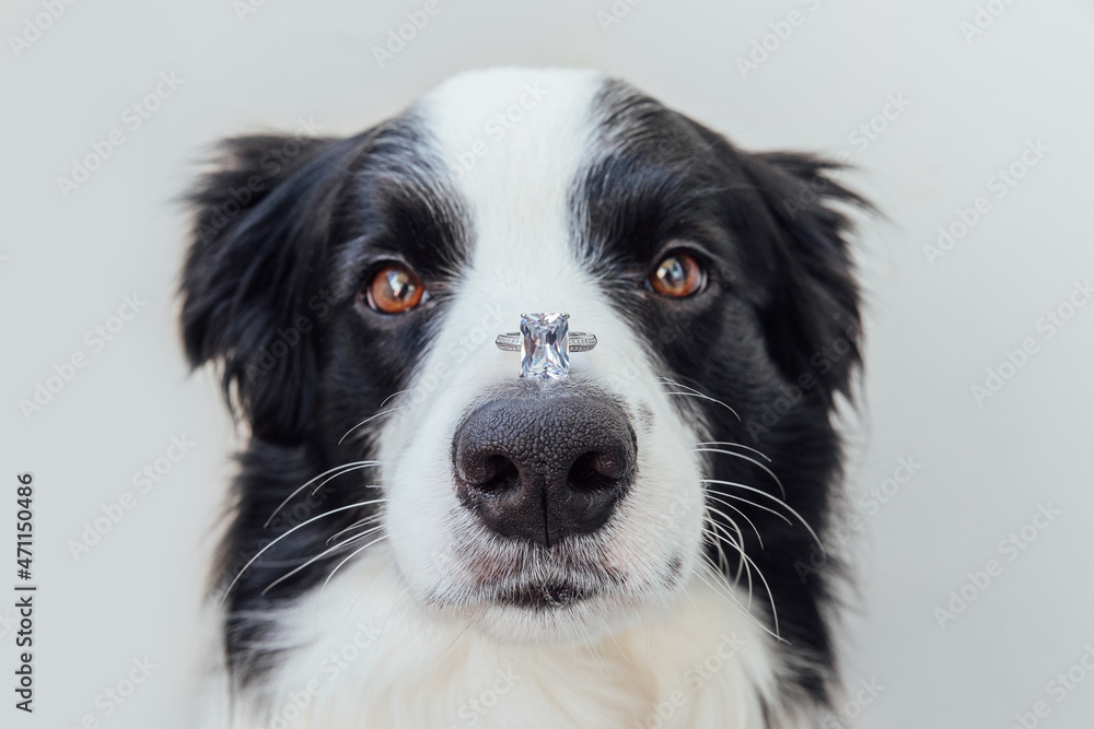 Will you marry me. Funny portrait of cute puppy dog border collie holding wedding ring on nose isolated on white background. Engagement marriage proposal concept Will you marry me. Funny portrait of cute puppy dog border collie holding wedding ring on nose isolated on white background. Engagement marriage proposal concept
