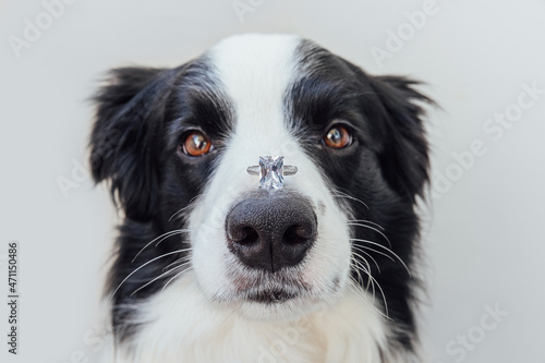 Will you marry me. Funny portrait of cute puppy dog border collie holding wedding ring on nose isolated on white background. Engagement marriage proposal concept © Юлия Завалишина