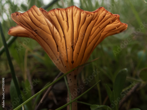 Close up of mushroom that looks like umbrella photo