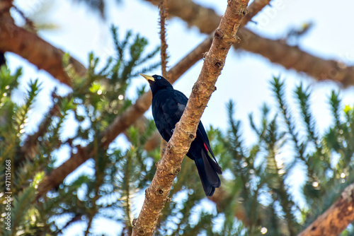 Red-rumped Cacique bird on a tree branch in Brazil with selective focus photo
