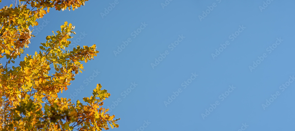 Orange yellow autumn oak tree leaves against clear blue sky. Wide banner with space for text on right side Orange yellow autumn oak tree leaves against clear blue sky. Wide banner with space for text on right side