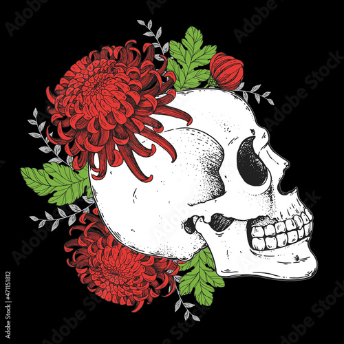 Human Skull and flowers hand drawn illustration. Vector illustration. Tattoo vintage print. Skull and chrysanthemum. T-shirt design.