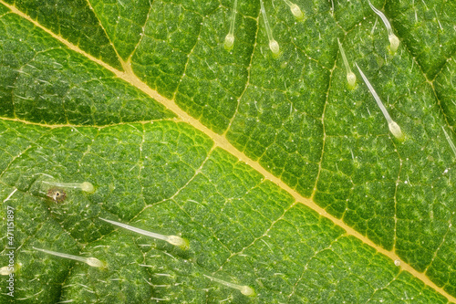 Foto Stinging nettle - Urtica dioica - leaf, microscope detail, transparent sting hai