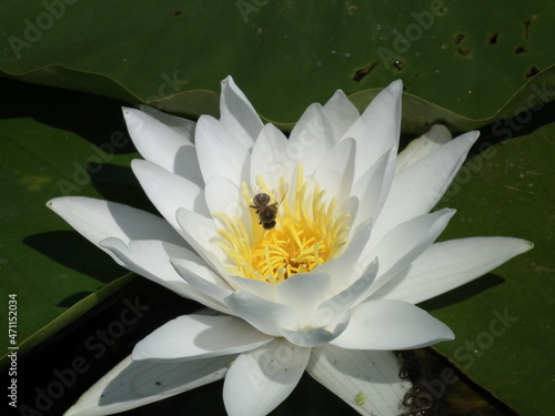 white water lily