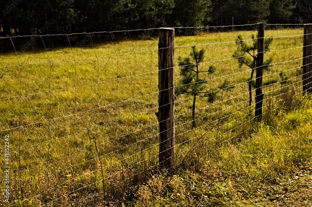 Płot leśny z siatki stalowej. Steel mesh forest fence - a wild pig (boar ). 