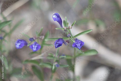 Purple flowering indeterminate raceme inflorescences of Greyleaf Bantambell, Scutellaria Siphocampyloides, Lamiaceae, native perennial herb near Barton Flats, San Bernardino Mountains, Springtime.