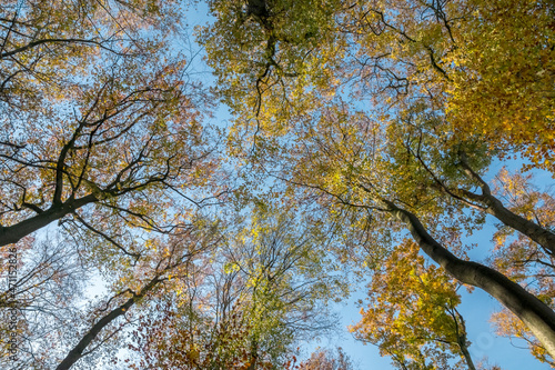 Herbstbäume gegen blauen Himmel