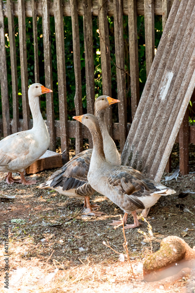 Obraz premium Couple of gray geese and a white goose on farm, Brazil birds