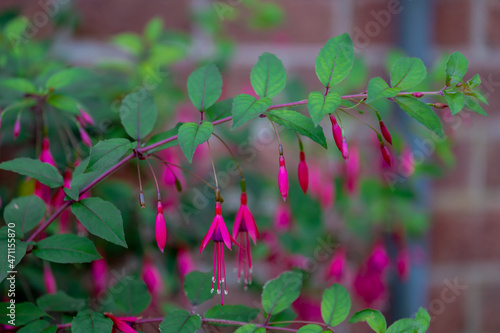 Selective focus of Fuchsia magellanica, Red flower in the garden, Hummingbird fuchsia or hardy fuchsia is a species of flowering plant in the family Evening Primrose family, Nature floral background. photo