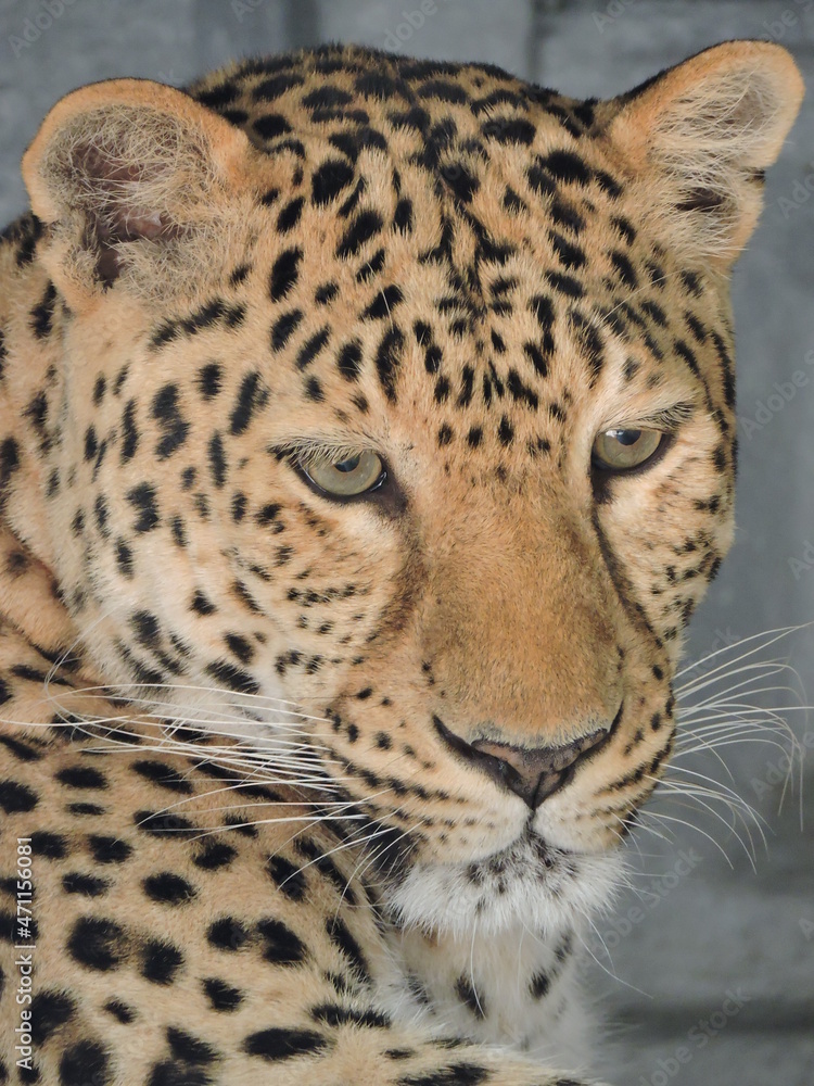 Naklejka premium leopard