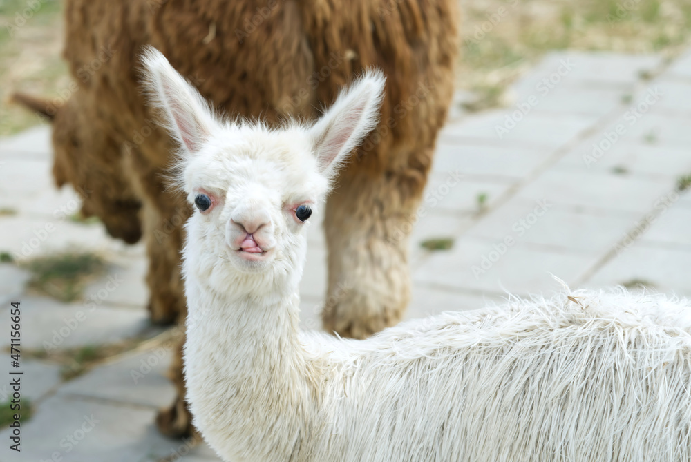 Obraz premium Alpaca Animal Close Up Of Head Funny Hair Cut And Chewing Action. farm