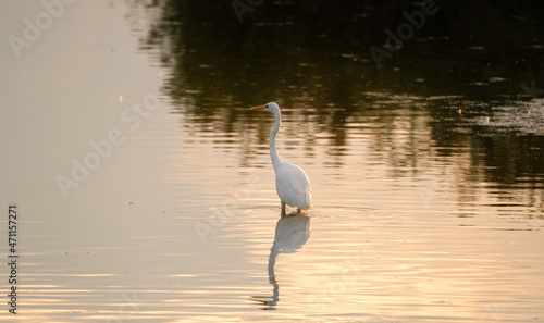 Great white egret in the Dombes, France