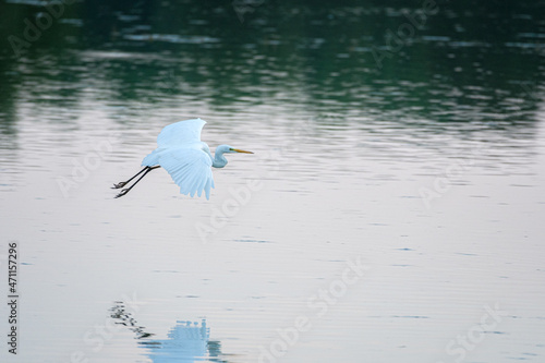 Great white egret in the Dombes, France