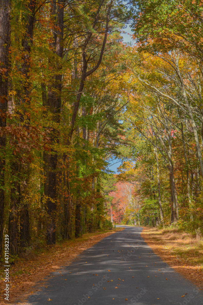 Fall colored leaves cover the canopy over the road in the countryside of Maryland
