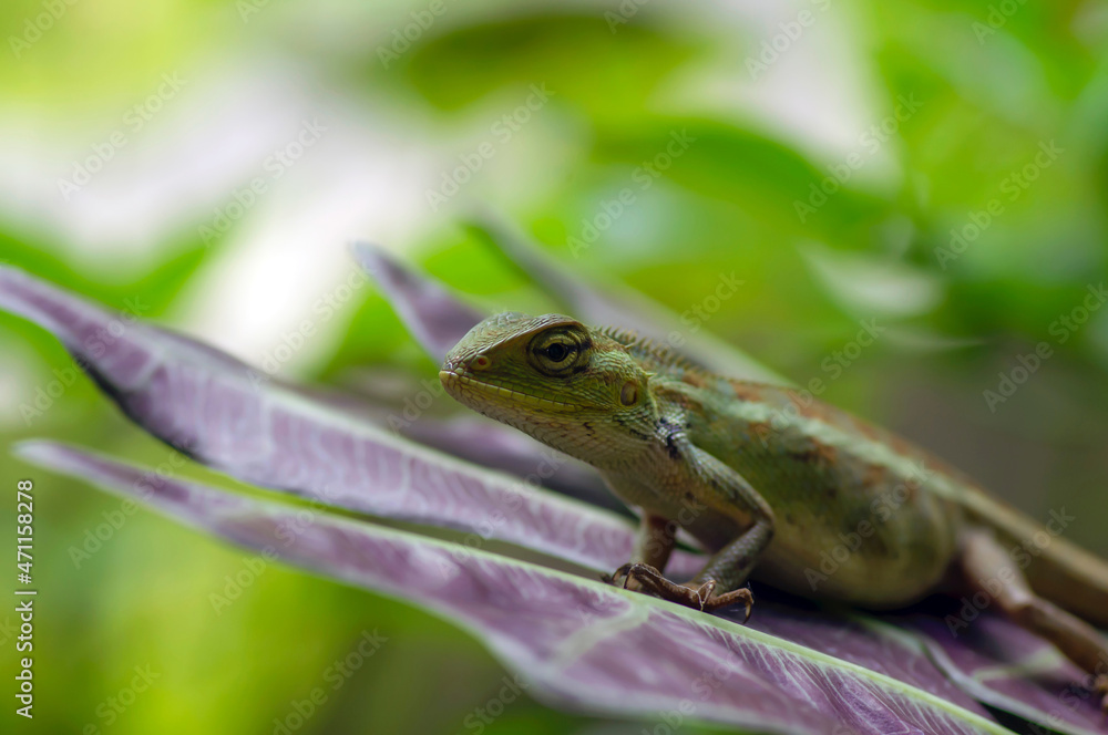 Fototapeta premium Close up of the maned forest Lizard (Bronchocela jubata), in shallow focus