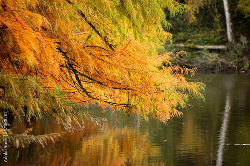 Bald cypress in autumn on at Boulieu pond  France