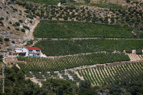 Green farm with the trees on the hill in Croatia