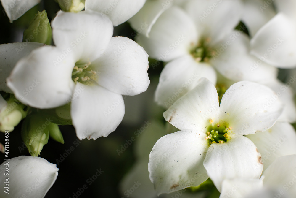 A close-up of a white Kalanchoe flower. A close-up of a white Kalanchoe flower.
