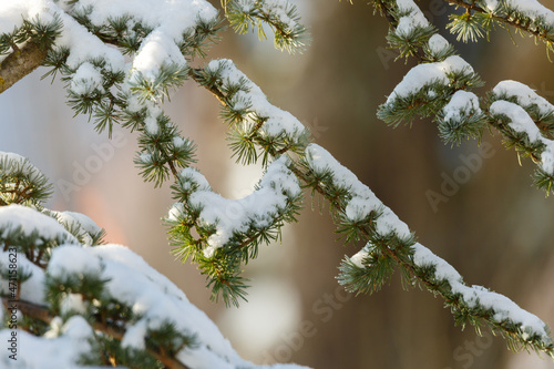 Plakat Schnee auf Baum