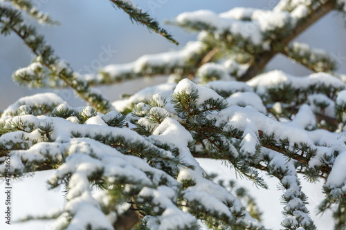 Schnee auf Baum