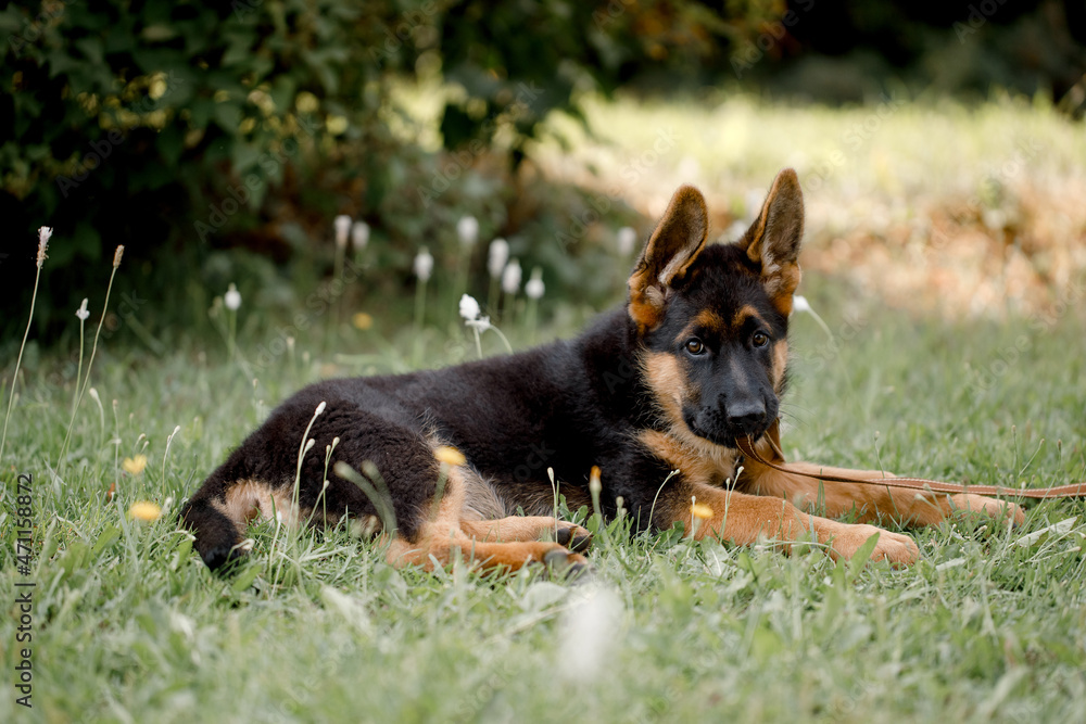 beautiful German Shepherd puppy lies in the shade on the grass and looks into the camera beautiful German Shepherd puppy lies in the shade on the grass and looks into the camera