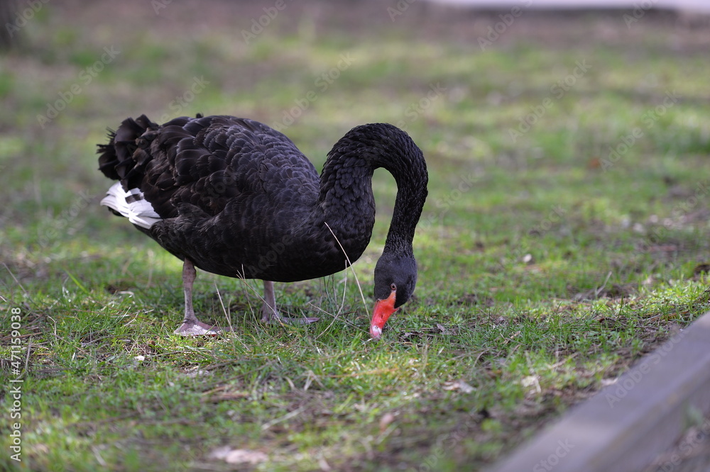 Fototapeta premium the black swan
