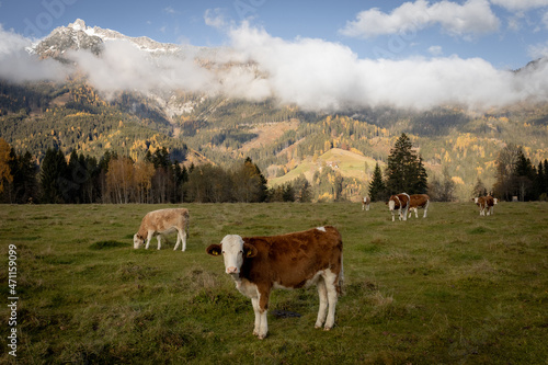 cows in the mountains